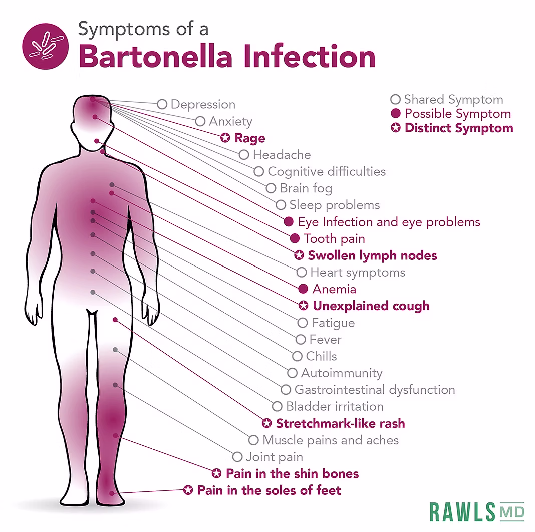 Bartonella Infection Symptom Chart